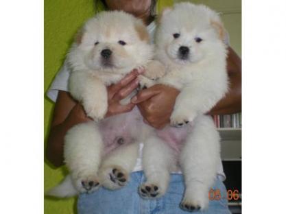 REGALO CUCCIOLI DI CHOW CHOW MASCHI E FEMMINE  Cuccioli di Cane razza CHOW CHOW maschio e femmina ve