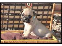 Bulldog Francese