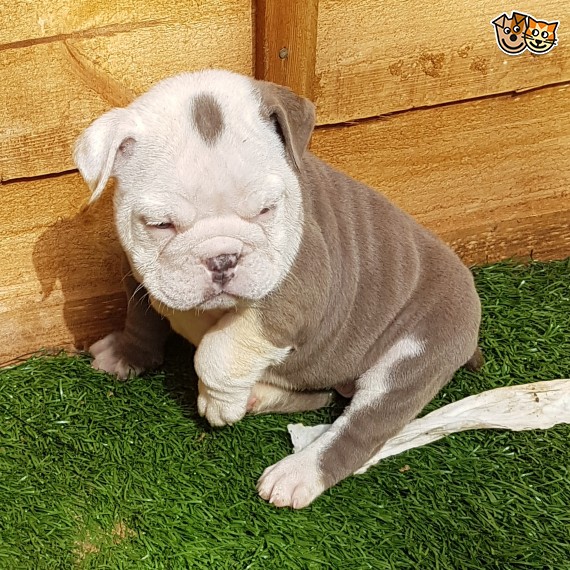 Regalo Bulldog inglese cuccioli disponibili