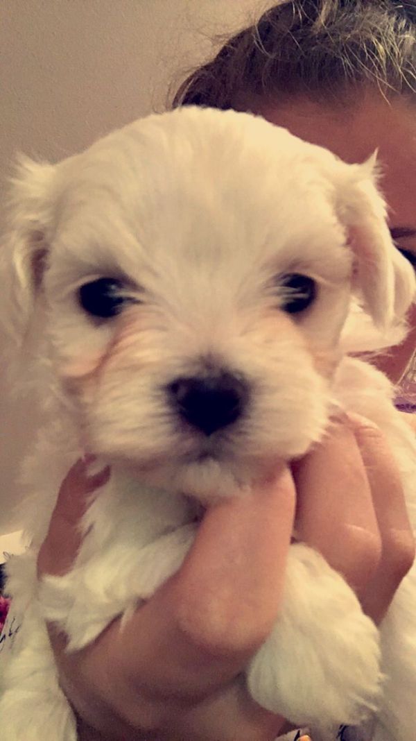 Cuccioli maltesi disponibili