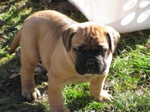 ..cuccioli bullmastiff
