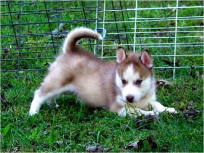 AFFETTUOSO CUCCIOLI DI SIBERIAN HUSKY PER L'ADOZION!!!!!