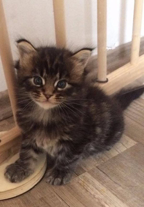 Molto bella e sani gattini main coon  per adozione maschi e femmine disponibili (gratis) 