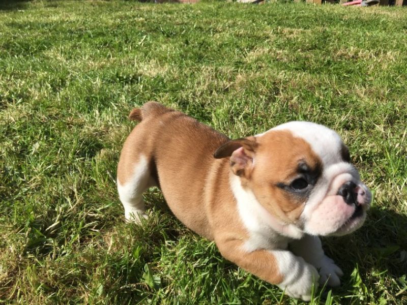 Regalo Bulldog inglese cuccioli disponibili