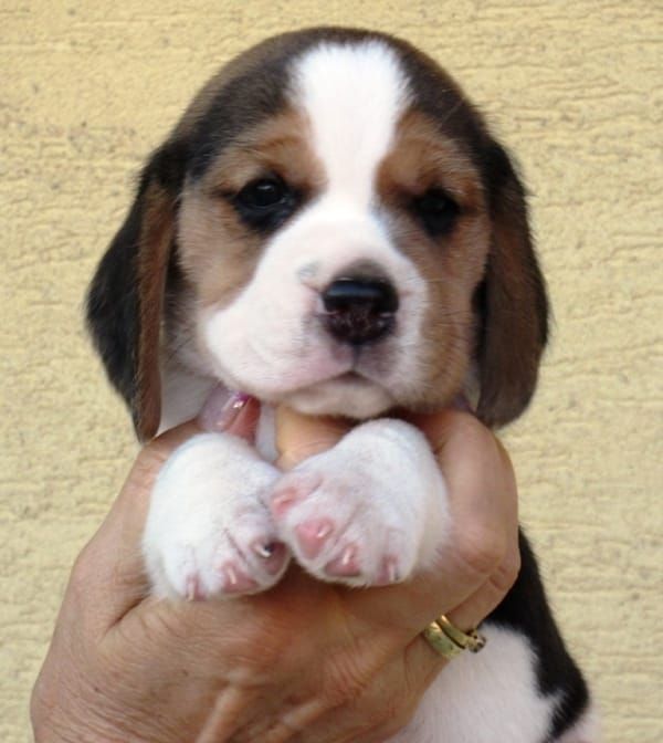  regalo cuccioli di beagle disponibili per l'adozione