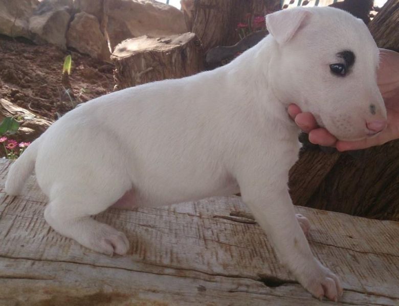  Molto bella e sani cuccioli di bull terrier per adozione (gratis)