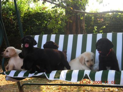 CUCCIOLI DI LABRADOR