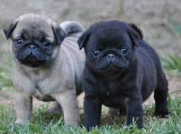 Cuccioli di carlino.