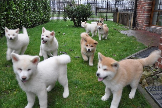 Regalo akita inu cuccioli tutti miei nati in casa da genitori sempre di mia propriet� e tranquillame