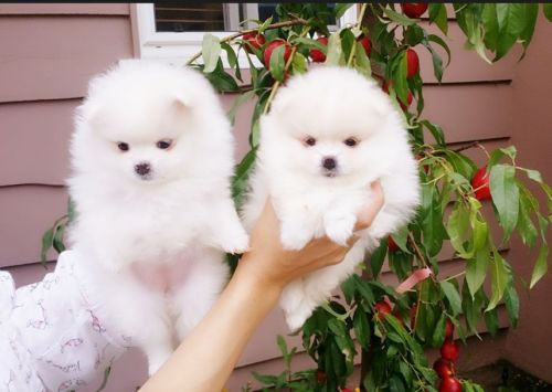 Disponibili Volpini della Pomerania
