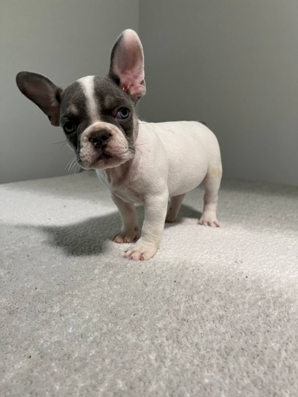Disponibili splendidi cuccioli di bulldog francese E-MAIL  (marieiris783@gmail.com)    Splendidi cuc