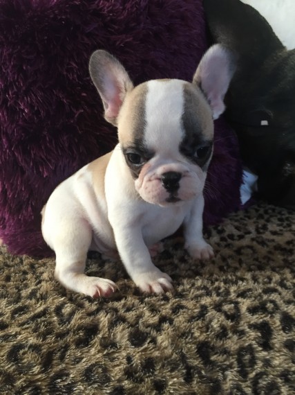 REGALO Cuccioli di Bulldog Francese
