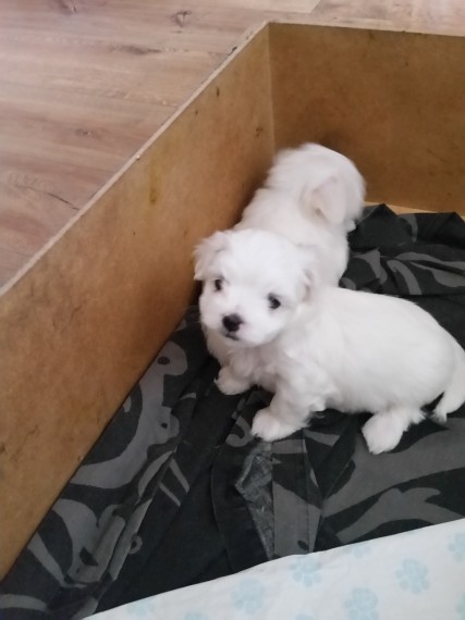 Regalo cuccioli di maltese per l'adozione disponibili