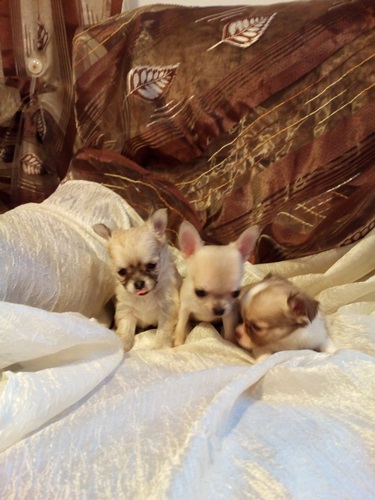 Chihuahua bellissimi cuccioli privato vendo