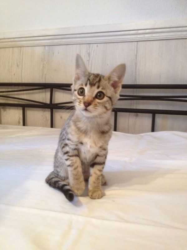 Bella e sani gattini main coon per adozione 