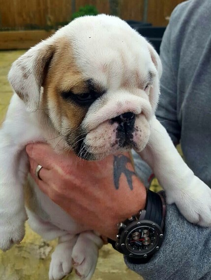 Regalo Bulldog inglese cuccioli disponibili
