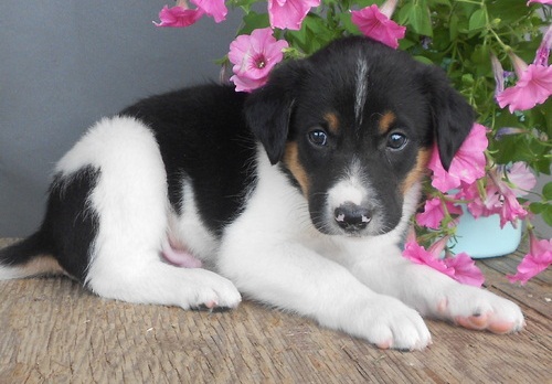 Regalo abbiamo cuccioli di border collie