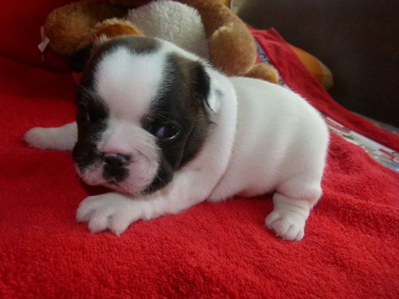 Maschio e femmina cuccioli di bulldog francese in Regalo!!