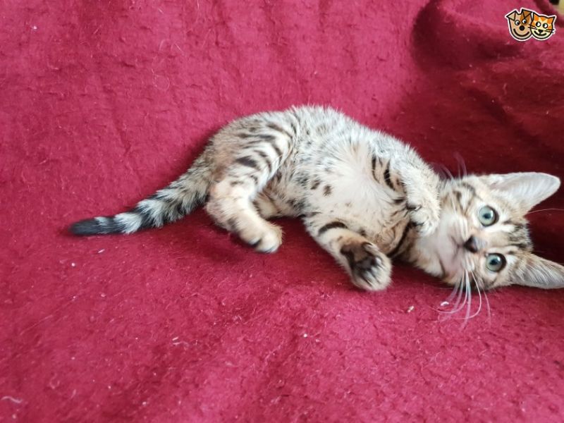 REGALO  bellissimi cucciolata di bengala