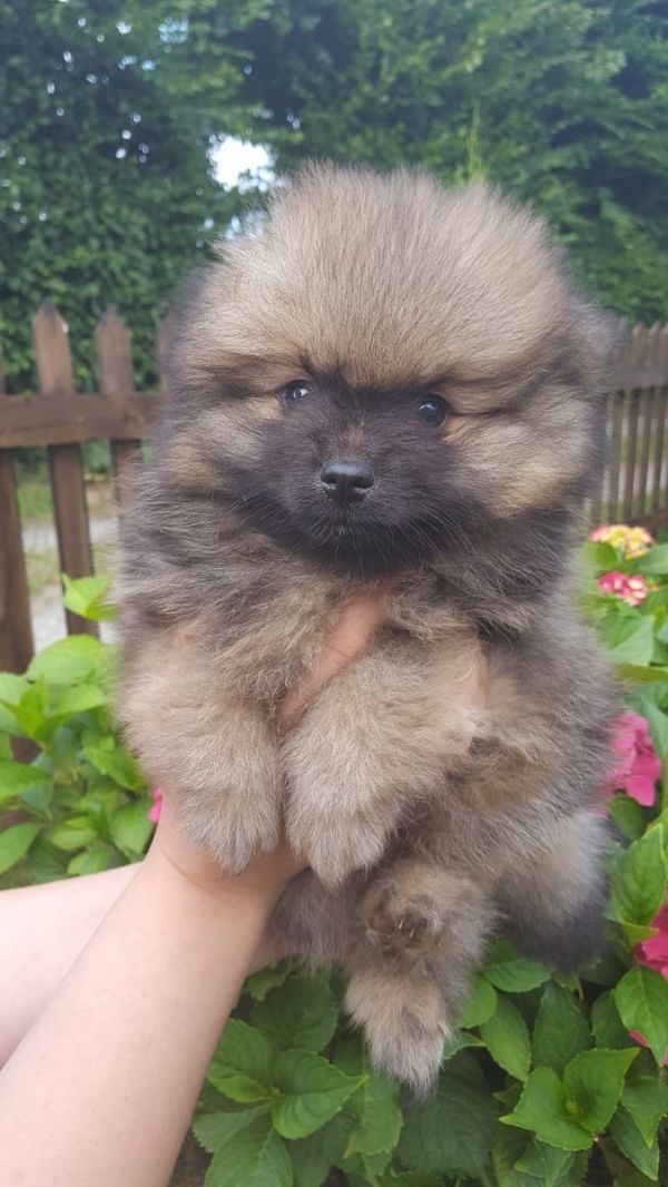  regalo cuccioli di volpino pomerania disponibili per l'adozione