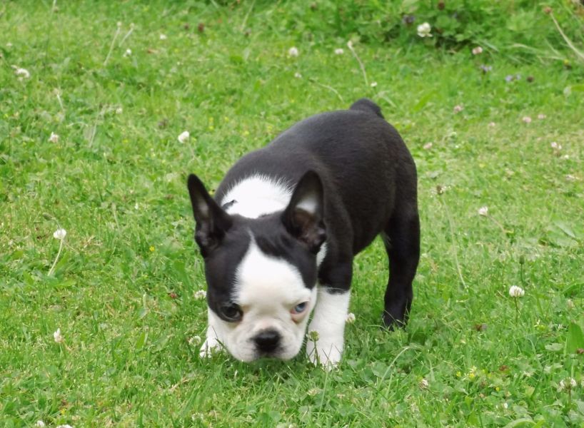  regalo cuccioli di boston terrier  disponibili per l'adozione