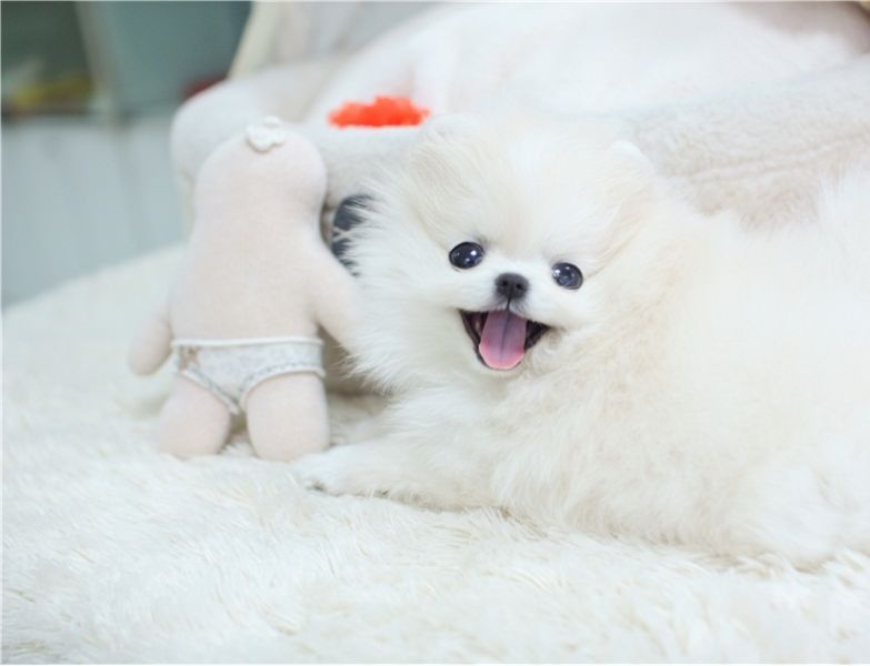 Regalo cuccioli di pomeranian 