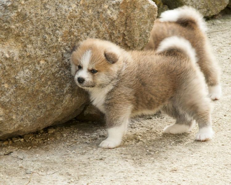 Molto bella e sani cuccioli di akita-inu  per adozione maschi e femmine disponibili (gratis