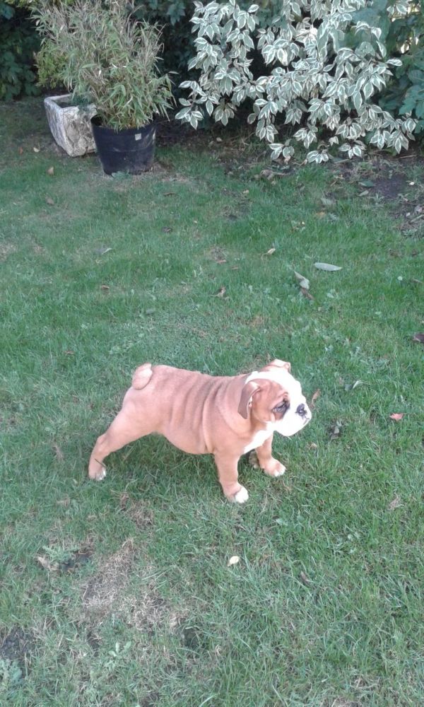 Disponibili cuccioli di bulldog inglese/