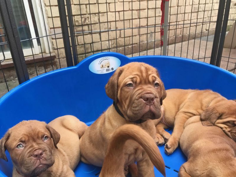 Regalo Cuccioli di Dogue de bordeaux in pronta consegna