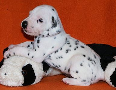  cuccioli di dalmata per adozione ( per regalo )