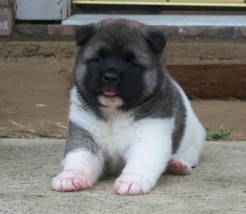  ~~~bellissimi cuccioli di akita inu REGALO.  bellissimi cuccioli di akita inu di circa 3 mesi con i