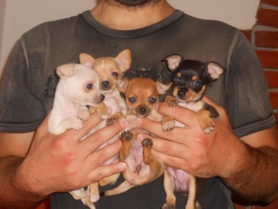 Chihuahua disponibili..nipoti di campioni!