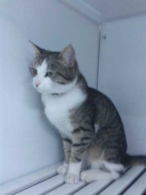 Ginevra, micia adulta con mantello bianco e tigrato