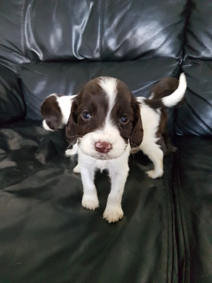 REGALO Cuccioli di Spruzzatore