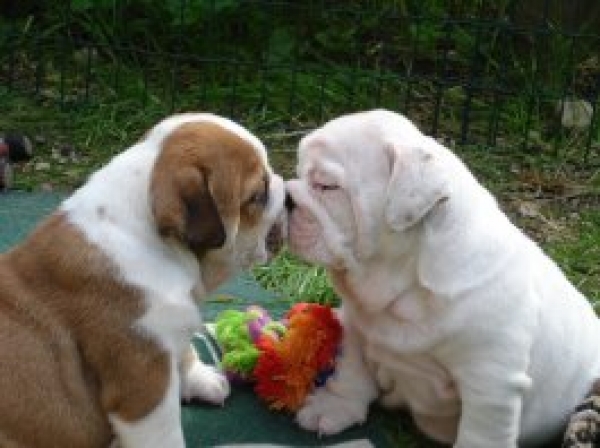 Adorabili cuccioli di bulldog inglese femminucce e maschietti disponibili per l'adozione gratuita
