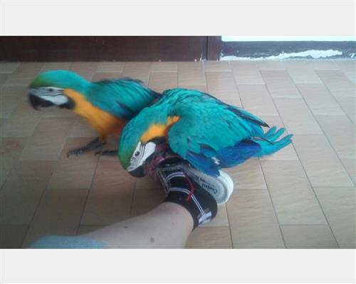 Uccellino maschio in vendita