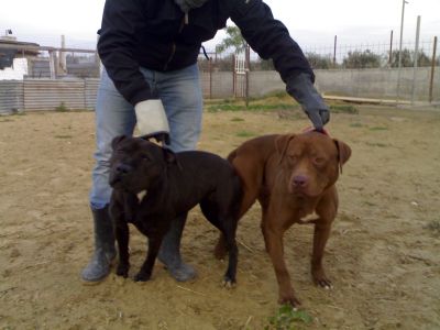 american pitbull standar u.k.c.