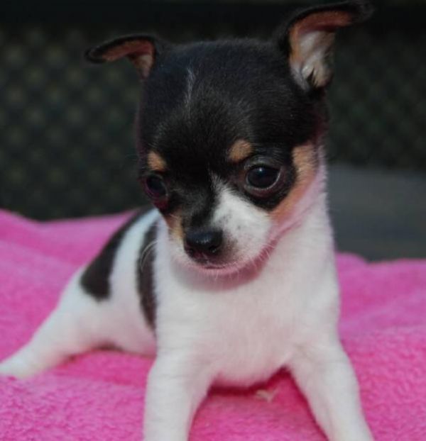 Chihuahua Messicani TOY