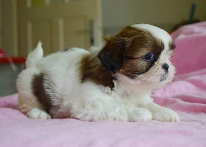 Molto bella e sani cuccioli di shih tzu per adozione maschi e femmine disponibili (gratis)