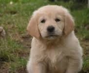 Adorabili cuccioli di golden retriever femminucce e maschietti disponibili per l'adozione gratuita i