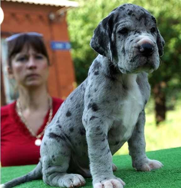 Regalo adorabili cuccioli Alano femminucce e maschietti disponibili