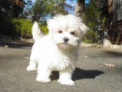 Adorabili cuccioli di maltaise femminucce e maschietti disponibili per l'adozione cuccioli sono vacc
