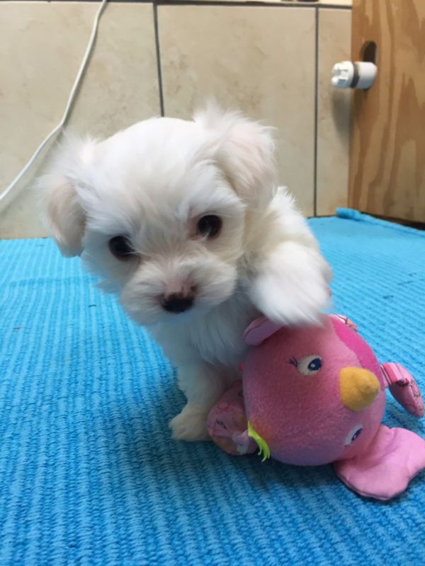 Cuccioli maltese mini toy con pedigree 