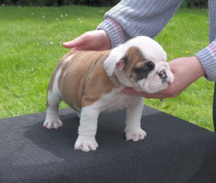 Regalo cuccioli di bulldog inglese disponiamo di una cucciolata di bulldog inglesi,con microchip,2 v
