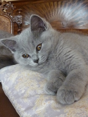 Adorabili cuccioli di British shorthair femminucce e maschietti disponibili