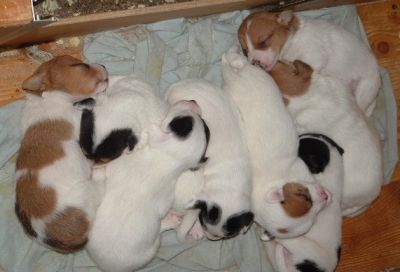 JACK RUSSELL CUCCIOLI