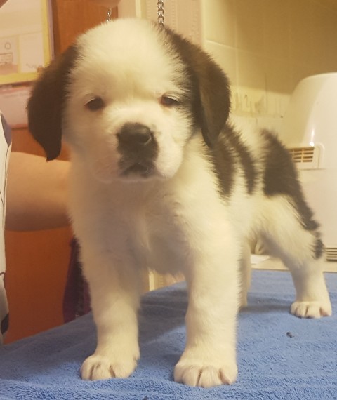   Regalo adorabili cuccioli san bernardo femminucce e maschietti