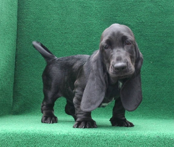 REGALO BELLO Basset Hound CUCCIOLI MASCHI E FEMMINE