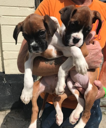 Regalo Cuccioli di boxer in pronta consegna i cuccioli verranno Dato dopo 90 giorni dalla nascita, p