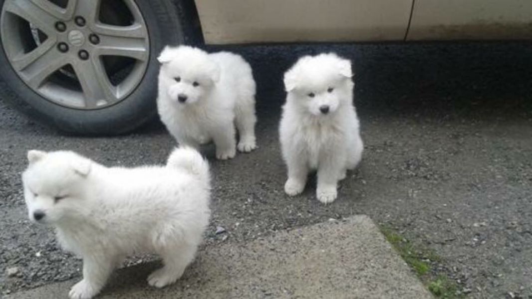 Vendo cuccioli di samoiedo